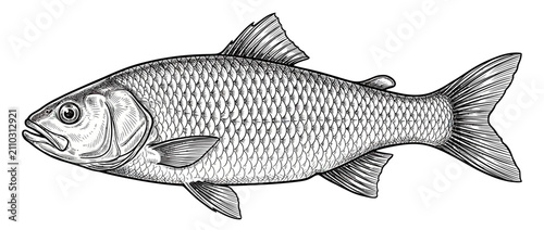 Fotografie Detailed Fish Illustration in Sketch Style