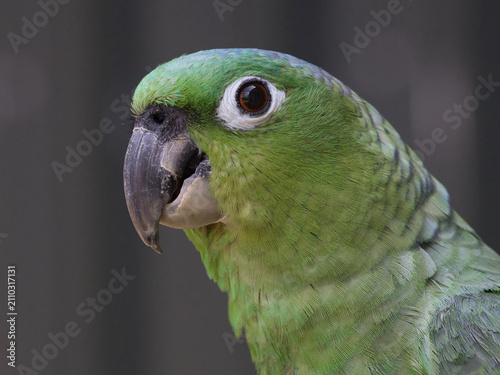 A detailed profile of a  Mealy Amazon parrot, Amazona farinosa, with a prominent curved grey beak and an attentive dark eye against a plain backdrop.