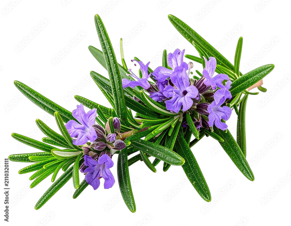 Obraz premium A sprig of rosemary with delicate purple flowers.