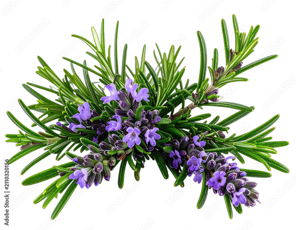 Fototapeta premium A sprig of rosemary with vibrant purple flowers on a black background