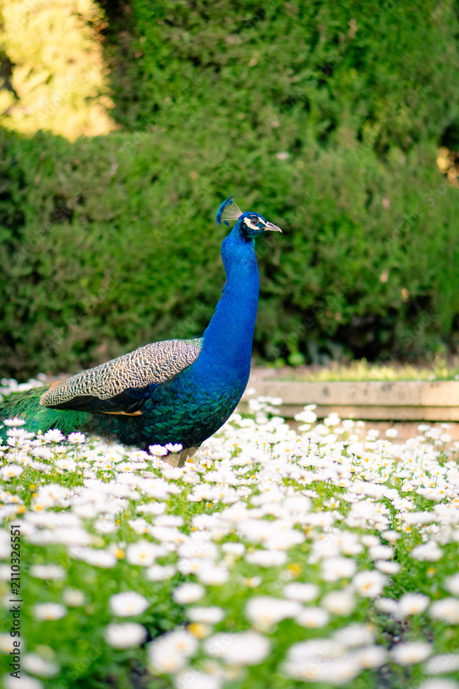 Obraz premium peacock in the park