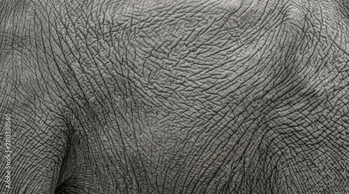 Close-up of Elephant Skin Texture Showing Wrinkles and Patterns.