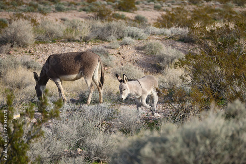 Wild burro foal running in the desert