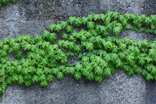 Quadro su tela Vigne vierge à trois pointes couvrant un mur en béton