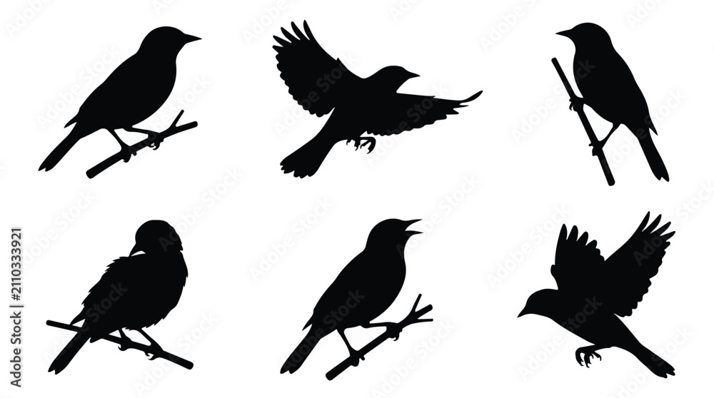 Fototapeta premium A set of six oriole bird in various poses silhouette vector icon illustrations on a white background 