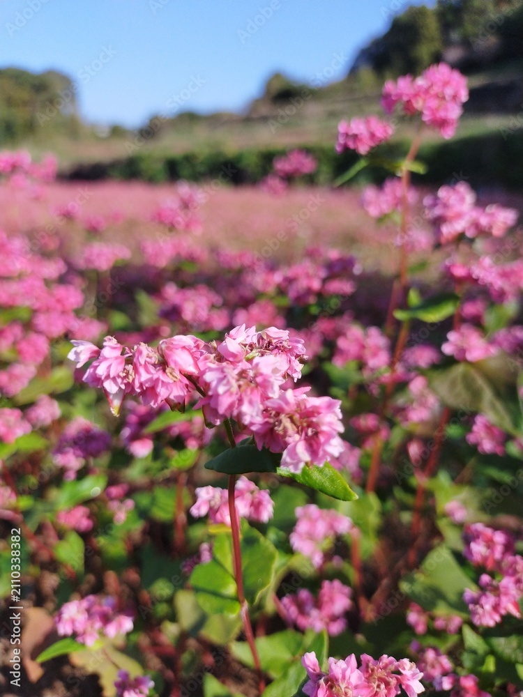Obraz premium 青空の下で咲くピンク色のソバの花畑