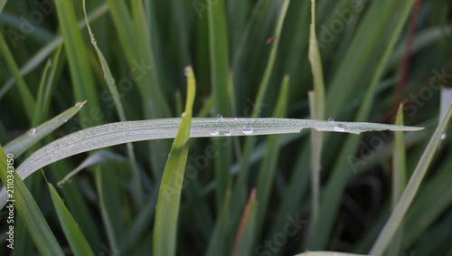 Foto Close-up macro photograph of crystal-clear morning dew droplets resting on a fresh green grass blade in natural light