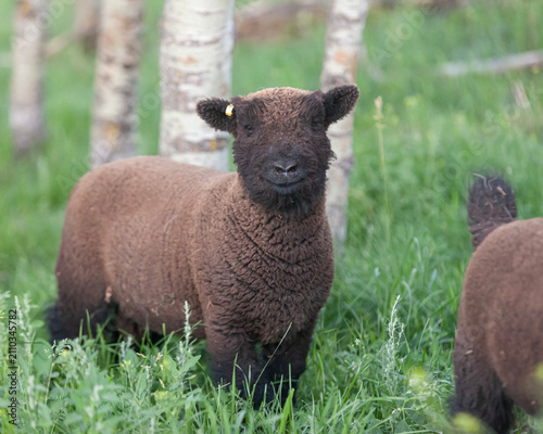 Old English babydoll sheep ram lamb