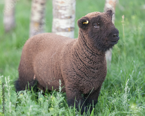 Bild auf Leinwand Old English babydoll sheep ram lamb