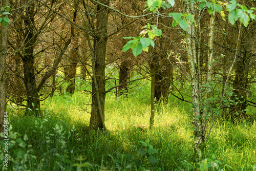 Sunlight falling on lush green grass among slender trees in summer woodland
