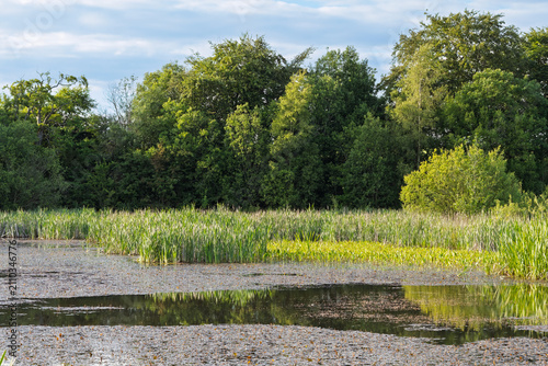 Obraz na płótnie Freshwater lake with reedbed margin and broadleaf woodland in summer