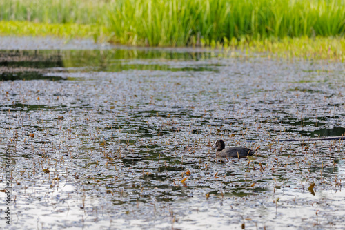 Foto Eurasian coot swimming among pondweed on a lake