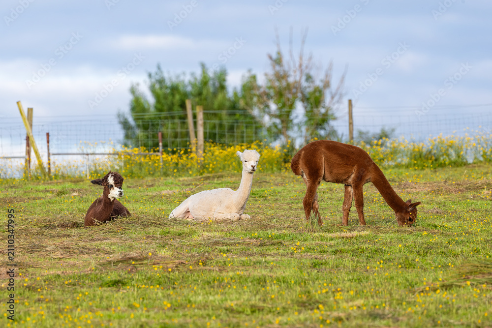 Obraz premium Three alpacas grazing and resting in a buttercup meadow