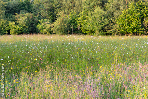 Species rich wildflower meadow with oxeye daisies and buttercups at woodland edge