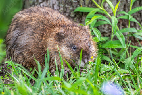 Bild auf Leinwand Closeup of a muskrat in the grass.