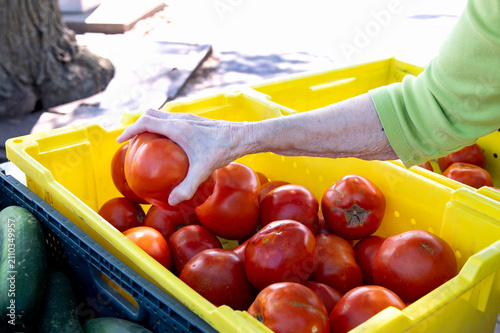woman hands holding a fresh tomato
