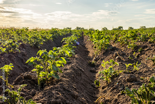 фотографія Potato Plants Grow in Rows on a Farm Field During a Sunny Afternoon in a Rural A