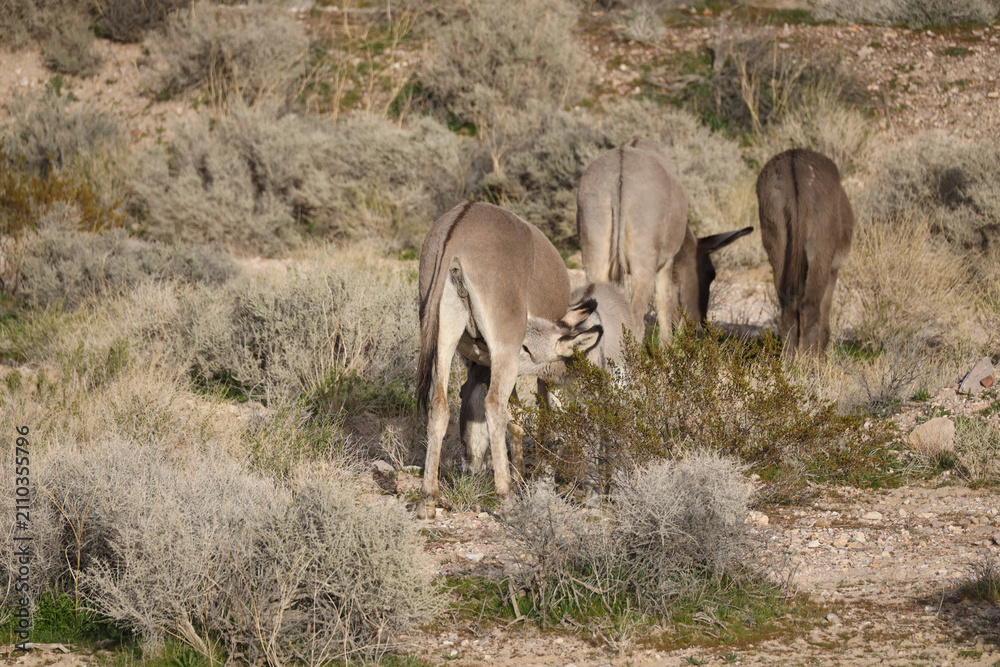 Fototapeta premium Wild burros in the desert