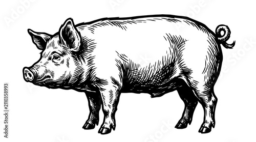 Canvastavla Pig Woodcut Style Illustration