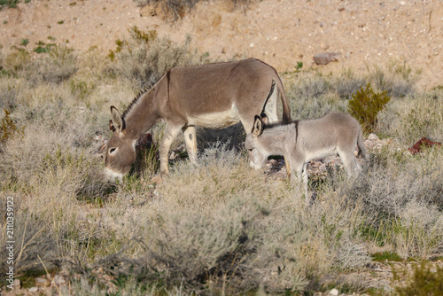 Wild burro and foal in the desert