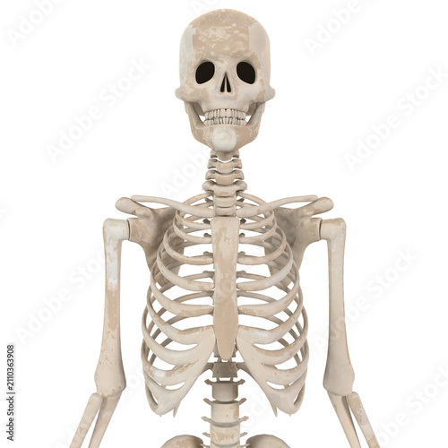 Human skeleton model isolated on transparent
