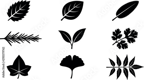 Foto Botanical leaf and herb silhouette icon set featuring mint basil rosemary cilant