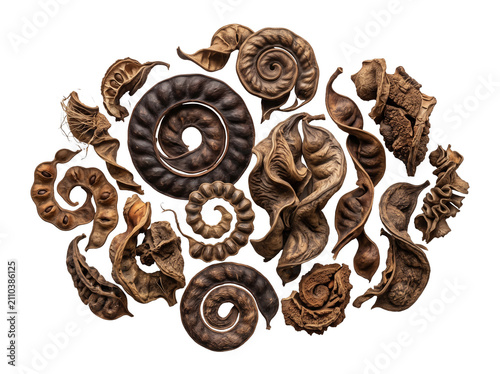 Decorative Arrangement of Dried Spiral Seed Pods Isolated on White Background – Ultra Detailed Organic Botanical Composition PNG