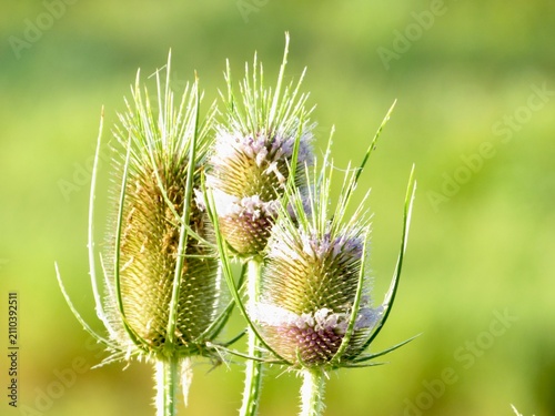 Foto Three thistle in the field