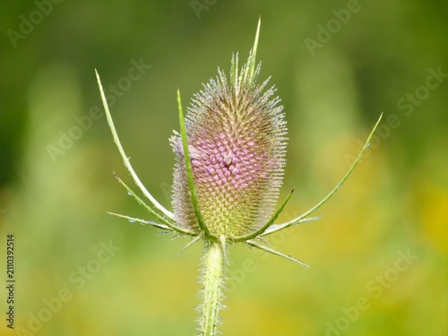 Obraz na płótnie pink thistle flower