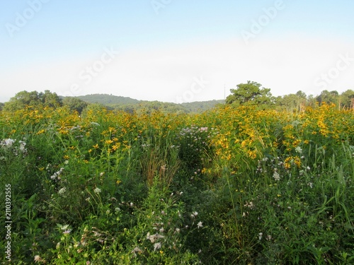 meadow with flowers