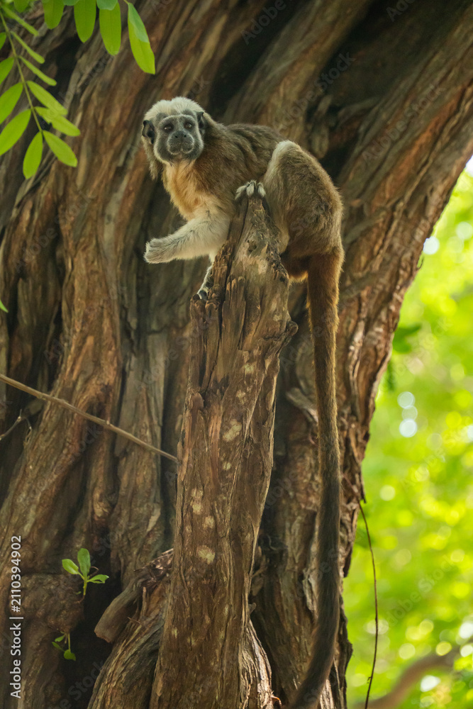 Fototapeta premium Cotton-top tamarin (Saguinus oedipus) in a tree in Centennial Park, Cartagena, Colombia