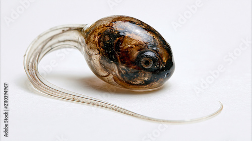 Close-up of a single tiny tadpole with a long curved tail on a white background.