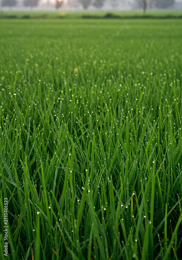 Obraz premium Vibrant rice plants covered in morning dew