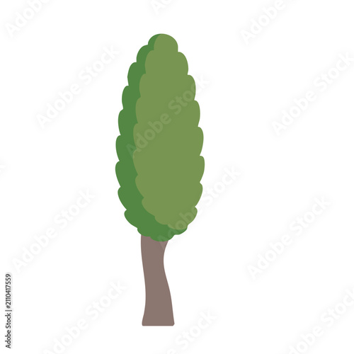 Cypress tree flat vector illustration. Minimalist evergreen plant icon for landscape design.