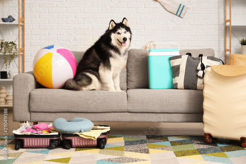 Siberian husky dog sitting ...