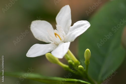 Ceylon wrightia