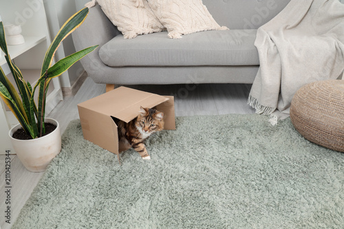 Cute cat sitting in overtur...