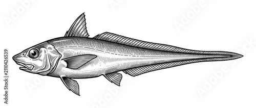 Foto Detailed Line Drawing of a Single Marine Fish