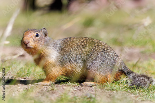 Quadro su tela Curious ground squirrel.