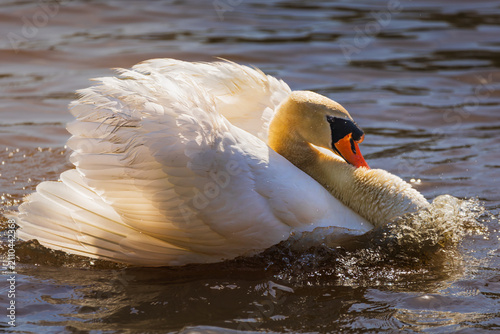 Bild auf Leinwand Mute Swan (Cygnus olor) Preening its Feathers on Water, Burlington