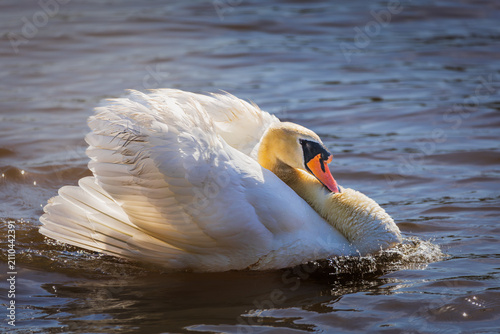 Foto Mute Swan (Cygnus olor) Preening its Feathers on Water, Burlington