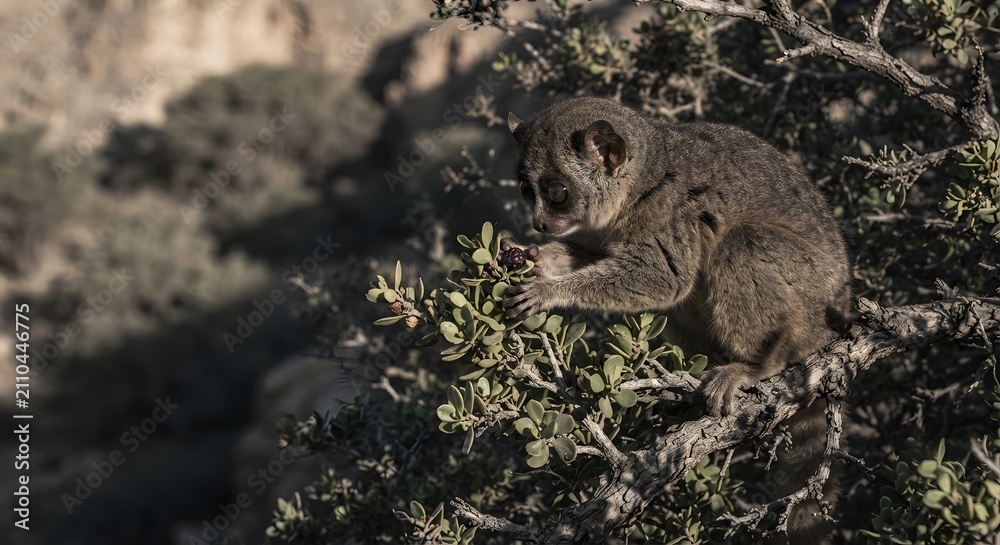 Fototapeta premium Small nocturnal lemur eating berries on a tree branch