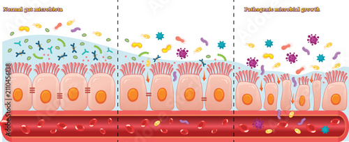 Bild auf Leinwand Human Gut Microbiome and Intestinal Bacteria Illustration