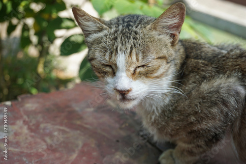 Canvastavla a sick and emaciated domestic striped stray cat, with obvious lethargy and visib