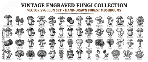 Cuadro en lienzo Vintage Engraved Fungi Collection, Hand-Drawn Forest Mushrooms Icons