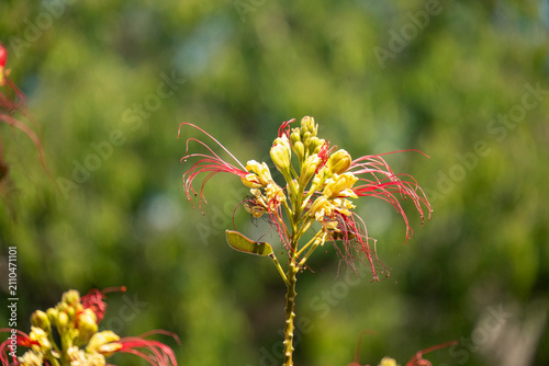 Canvastavla Red and yellow flowers on a bush in the ancient ruins of Carthage, on the outski
