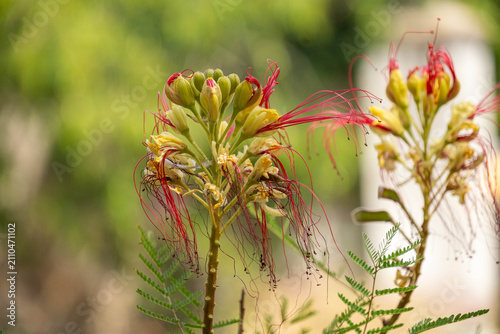 Canvastavla Red and yellow flowers on a bush in the ancient ruins of Carthage, on the outski