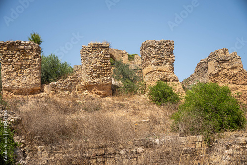 фотографія Tall vegetation around stone pillars in the ancient ruins of Carthage, on the ou