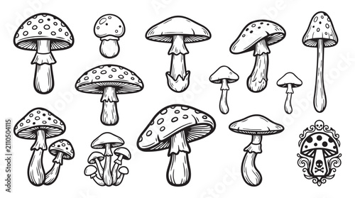 Fotografía Assorted mushroom varieties sketch illustration set with mushroom illustration c