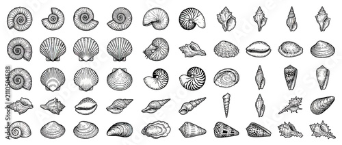 Bild auf Leinwand Vintage Hand-Drawn Collection of Assorted Seashells
